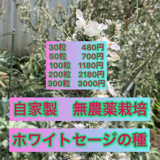 ホワイトセージの種　150粒　自家製　無農薬栽培(その他)