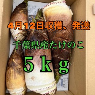 千葉県産無農薬たけのこ５ｋｇ　4月12日収穫、発送(野菜)