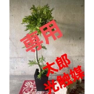 光触媒　人工観葉植物　ウォールグリーン　フェイクグリーン　エバーフレッシュ125