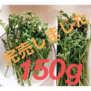 夜採  わらび150g　茨城県産　山菜　新鮮　天然　無農薬　国産　初物(野菜)