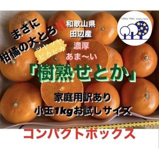 ②和歌山県田辺産 せとか オレンジ みかん 蜜柑 柑橘 訳あり小玉お試し1kg(フルーツ)