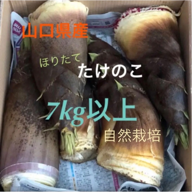 山口県産　自然栽培　無農薬　たけのこ　竹の子　筍 食品/飲料/酒の食品(野菜)の商品写真