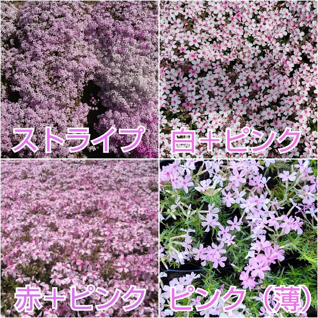 芝桜 挿し穂 40本 ハンドメイドのフラワー/ガーデン(その他)の商品写真
