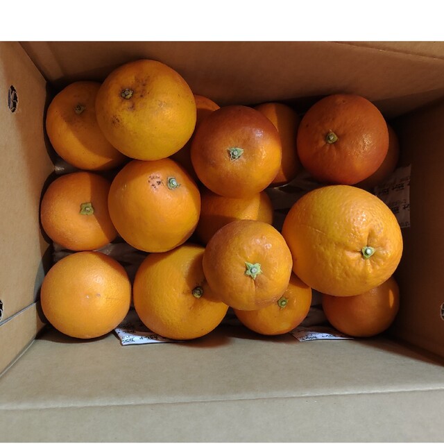 【プレミアム柑橘】国産ブラッドオレンジ約2.5kg(12個前後) 食品/飲料/酒の食品(フルーツ)の商品写真