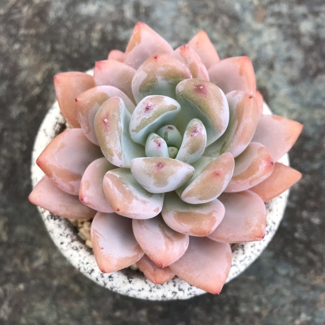 多肉植物4ミスジン エケベリア 韓国苗の通販 by 多肉植物 多肉植物4ミスジン エケベリア 韓国苗の通販 by 多肉植物