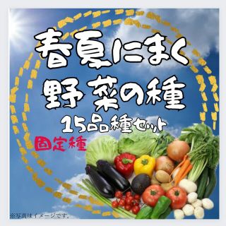 夏　野菜の種　種子　家庭菜園におすすめ　15種類　固定種【2023年-2】(その他)