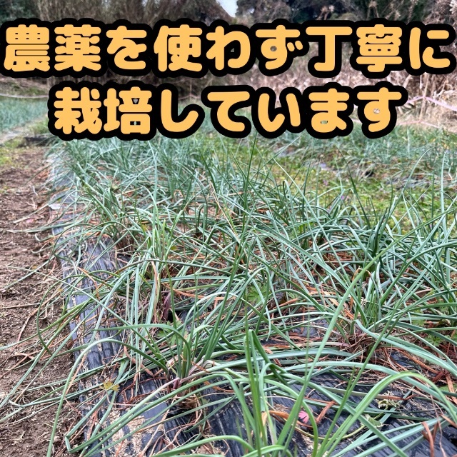 熊本県産 朝採り 新鮮らっきょう 2kg 農薬を使わずに栽培しました