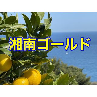 湘南ゴールド　箱込み6kg   大小混合　小田原・片浦産　農薬不使用(フルーツ)