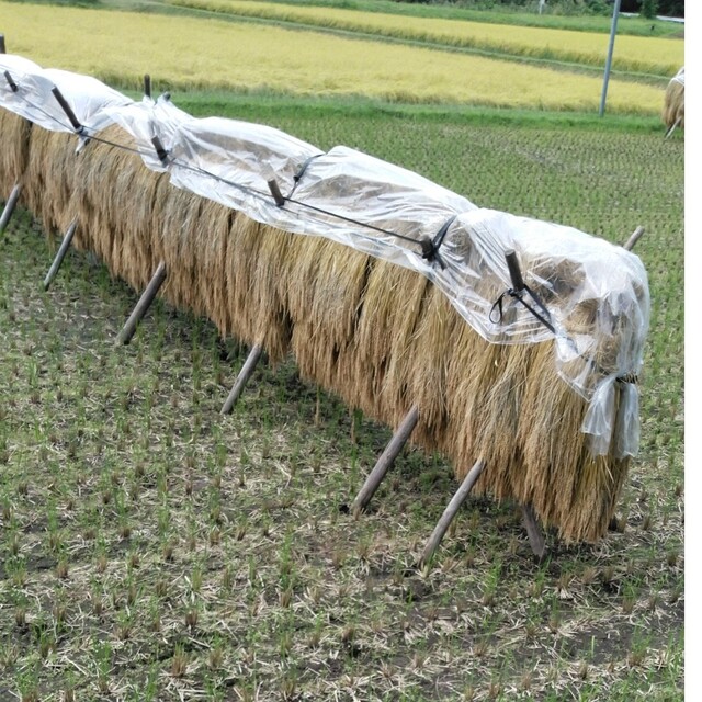 令和4年産栃木県特一等米コシヒカリ、60キロ無農薬にて作り上げたお米