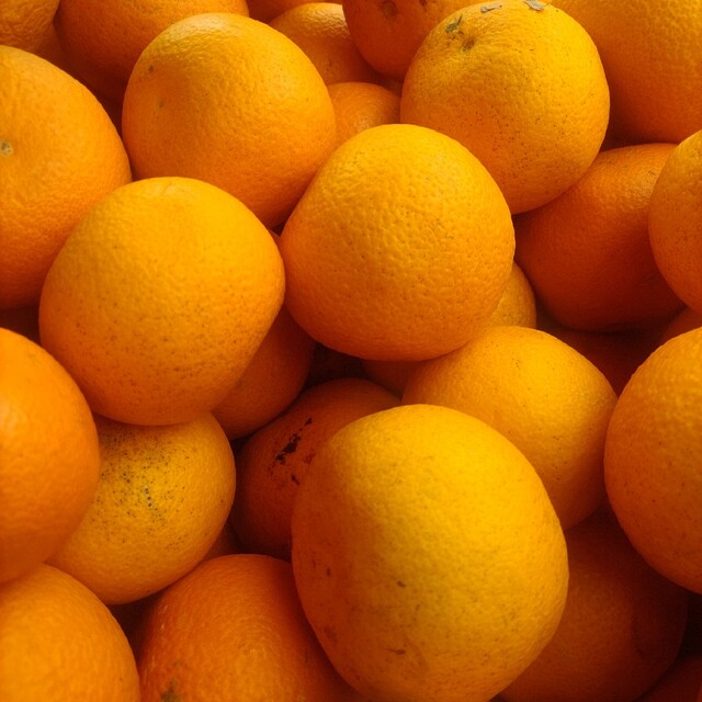 和歌山産柑橘類10kg詰め合わせ 食品/飲料/酒の食品(フルーツ)の商品写真