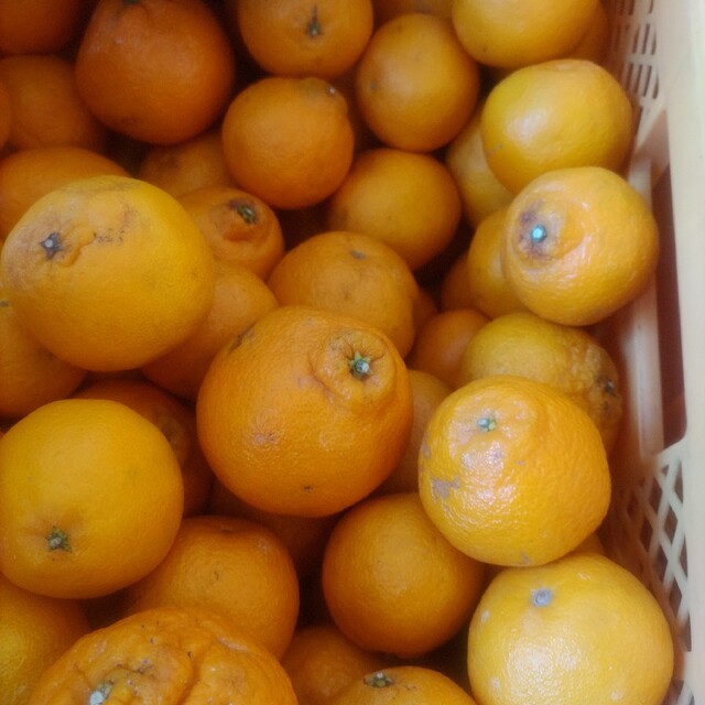 和歌山産柑橘類10kg詰め合わせ 食品/飲料/酒の食品(フルーツ)の商品写真