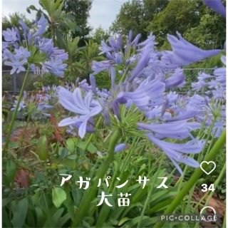 アガパンサス　紫　6月の花　丈夫大苗　宿根(その他)