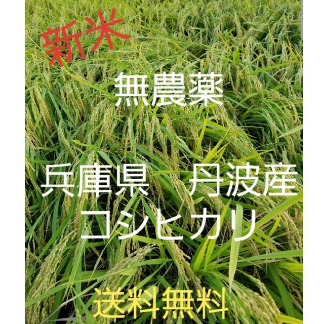 令和4年 兵庫県丹波産 無農薬コシヒカリ10キロ