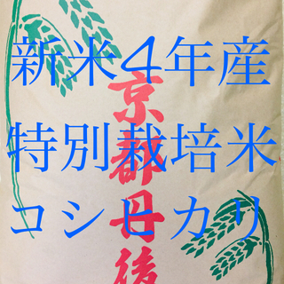 特売中！！4年産『特別栽培米・丹後産コシヒカリ』送料無料、精米サービスします。(米/穀物)