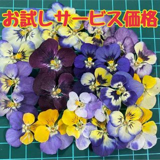 お試しサービス品　ビオラ　ドライフラワー【30輪以上】花材セット　詰め合わせ(ドライフラワー)