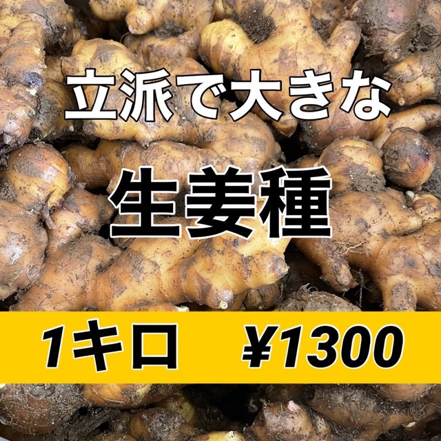 【⠀販売開始‼️ 】生姜種1kg入‼️ 食品/飲料/酒の食品(野菜)の商品写真