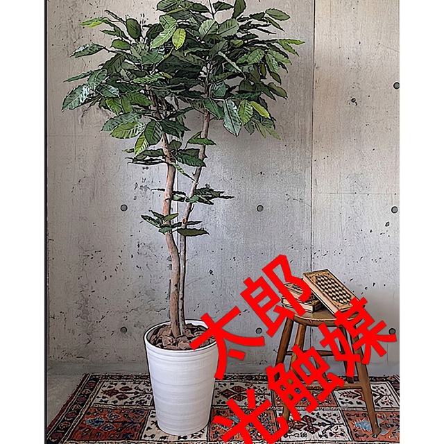 32800円 光触媒 人工観葉植物 ウォールグリーン フェイクグリーン