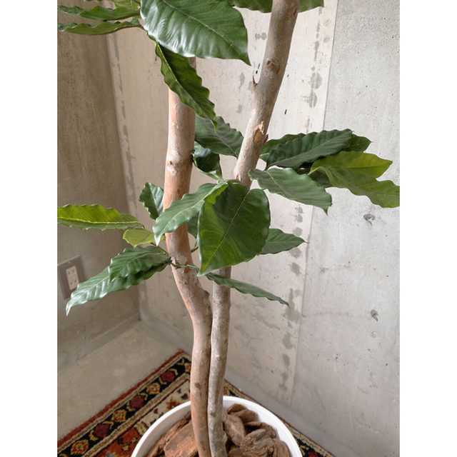 光触媒　人工観葉植物　ウォールグリーン　フェイクグリーン　コーヒーの木
