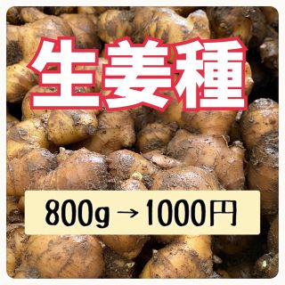 生姜種800ｇ入‼️大きな生姜です❣️(野菜)