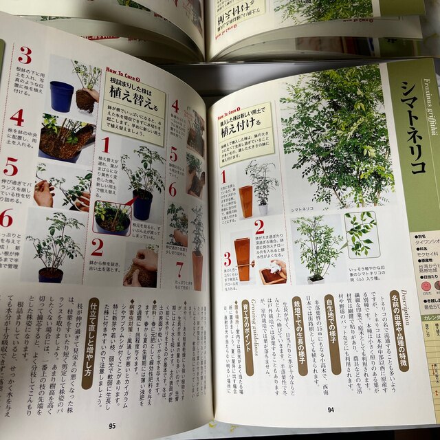 はじめての観葉植物の手入れと育て方 基礎の基礎からよくわかる エンタメ/ホビーの本(趣味/スポーツ/実用)の商品写真