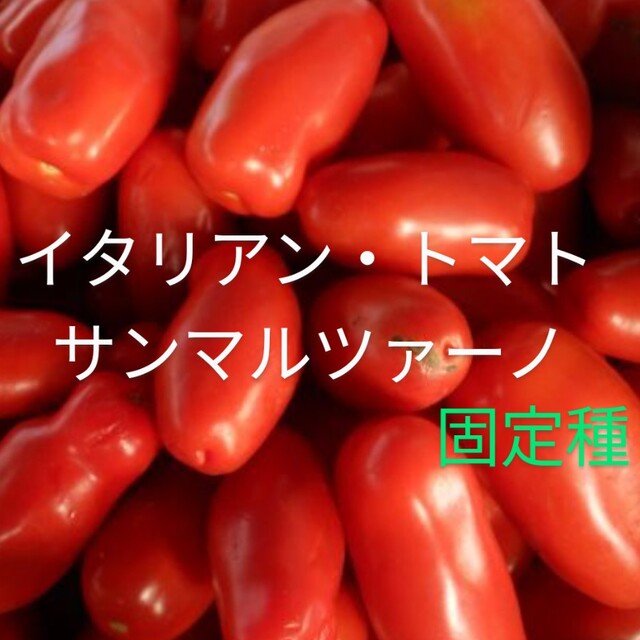 サンマルツァーノ🍅   プラム型🍅 食品/飲料/酒の食品(野菜)の商品写真