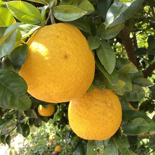 木なりジューシーオレンジ7キロ(フルーツ)