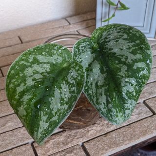 ピクタス　トレビー　スキンダプサス　抜き苗　植物(その他)