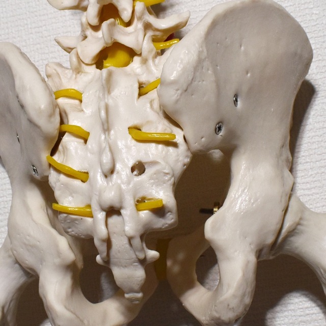 背骨 脊柱 骨格標本 模型 骨盤・大腿骨付き カイロプラクティック 整体院 3
