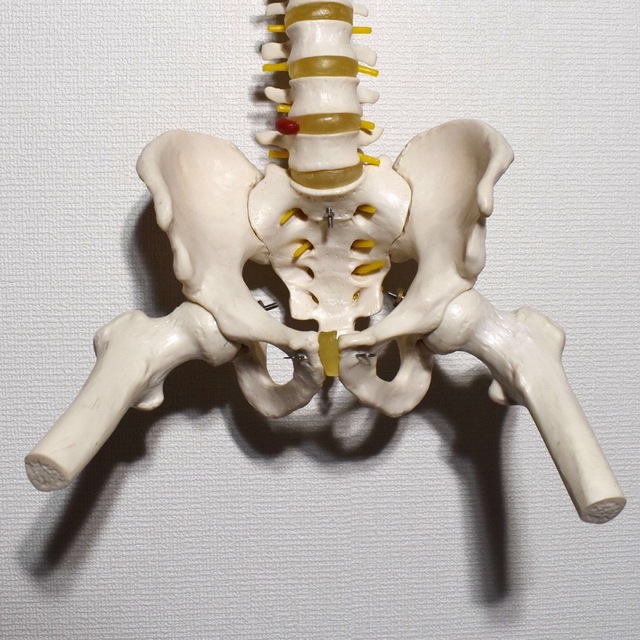 背骨 脊柱 骨格標本 模型 骨盤・大腿骨付き カイロプラクティック 整体院 1
