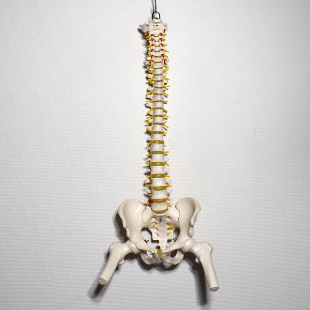 背骨 脊柱 骨格標本 模型 骨盤・大腿骨付き カイロプラクティック 整体院-