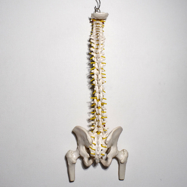 背骨 脊柱 骨格標本 模型 骨盤・大腿骨付き カイロプラクティック 整体院 2