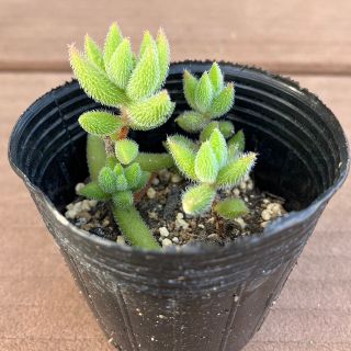 多肉植物🍀【クラッスラ】銀揃え🍀抜き苗(その他)