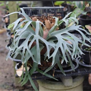 P.Banna#A バンナA ビカクシダ コウモリランの通販 by tk_plants|ラクマ