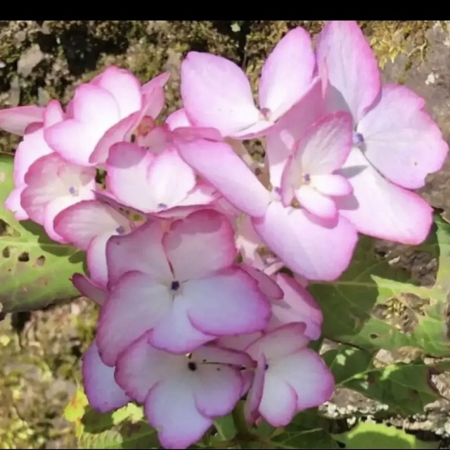 紫陽花　挿し木苗　未来 ハンドメイドのフラワー/ガーデン(その他)の商品写真