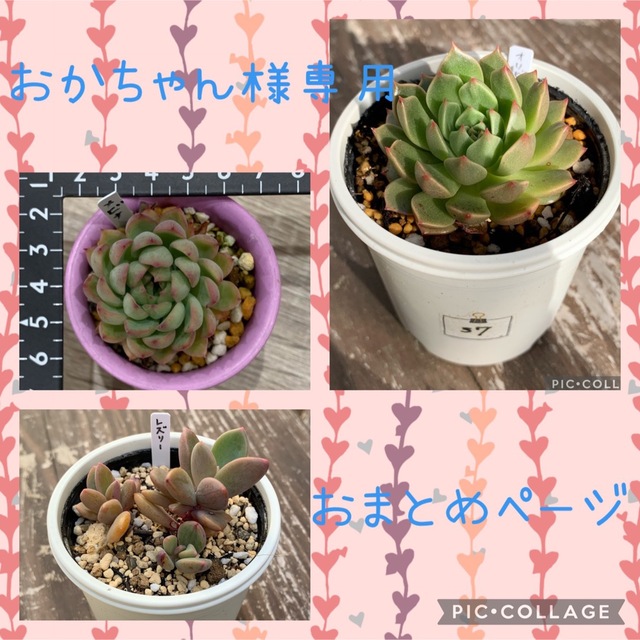 多肉植物<6 <37＆メビナ抜き苗 ハンドメイドのフラワー/ガーデン(その他)の商品写真