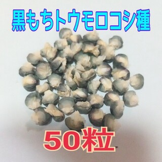 黒もちトウモロコシ種 50粒(その他)