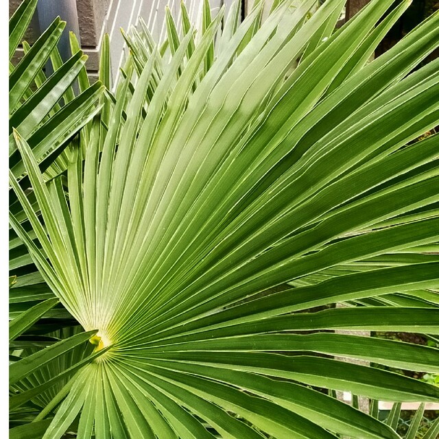 棕櫚の葉 シュロ ドライフラワー 籠 草木染め 染料 ハンドメイド ハンドメイドのフラワー/ガーデン(その他)の商品写真