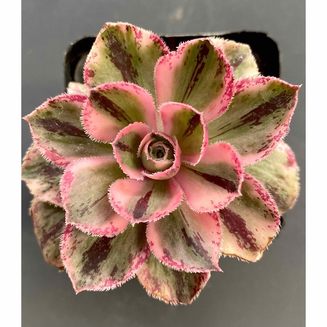 多肉植物 アエオニウム ロスコフ錦 青花瓷の通販 by しょう's 多肉植物 アエオニウム ロスコフ錦 青花瓷の通販 by しょう's
