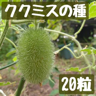 ククミスの種 20粒(その他)