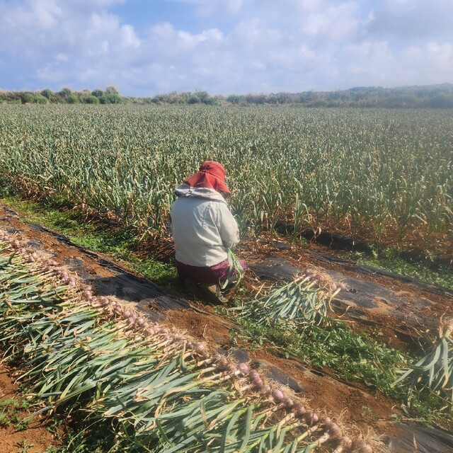 沖永良部島にんにく　島にんにく　殺虫剤、除草剤不使用！ 食品/飲料/酒の食品(野菜)の商品写真