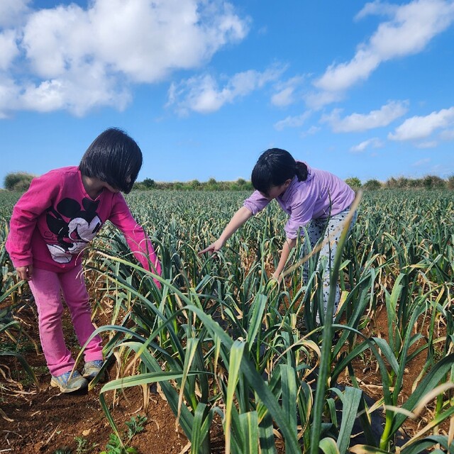 沖永良部島にんにく　島にんにく　殺虫剤、除草剤不使用！ 食品/飲料/酒の食品(野菜)の商品写真