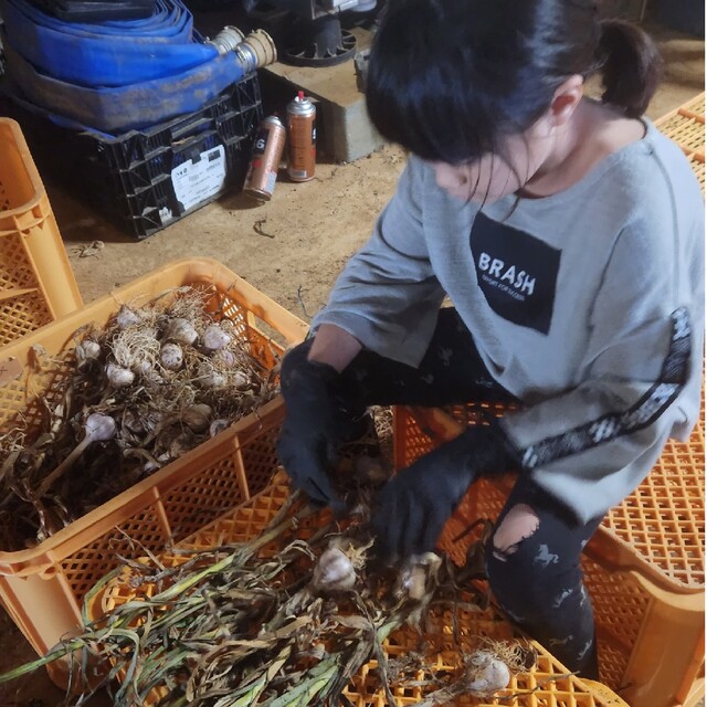 沖永良部島にんにく　島にんにく　殺虫剤、除草剤不使用！ 食品/飲料/酒の食品(野菜)の商品写真