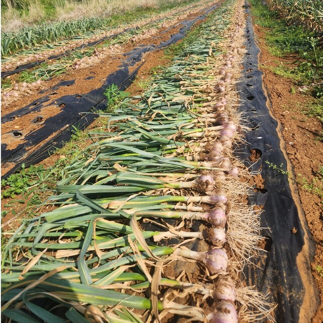 沖永良部島にんにく　島にんにく　殺虫剤、除草剤不使用！ 食品/飲料/酒の食品(野菜)の商品写真