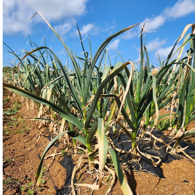 沖永良部島にんにく　島にんにく　殺虫剤、除草剤不使用！ 食品/飲料/酒の食品(野菜)の商品写真