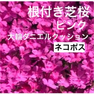 ①A☆シッカリ根付き芝桜☆初心者向け ☆濃いピンク☆(プランター)