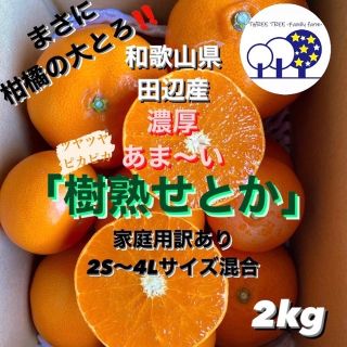 ②和歌山県田辺産 せとか オレンジ みかん 蜜柑 柑橘 訳あり2kg(フルーツ)