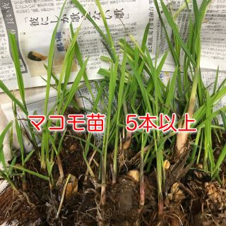 マコモの苗　5本以上(野菜)