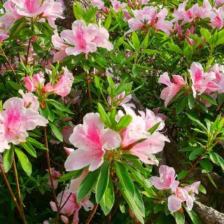 ヒラドツツジ　挿し木挿し穂6本(その他)