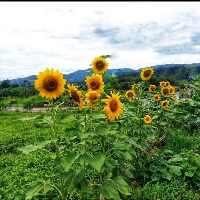 大きくそだつひまわりの種　春蒔き　そだてやすい✿ガーデニング　プランター◎花壇◎ コスメ/美容のコスメ/美容 その他(その他)の商品写真