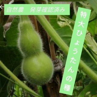 【自然農】特大ひょうたんの種　春蒔き　発芽確認済み　瓢箪アート◎家庭菜園(その他)